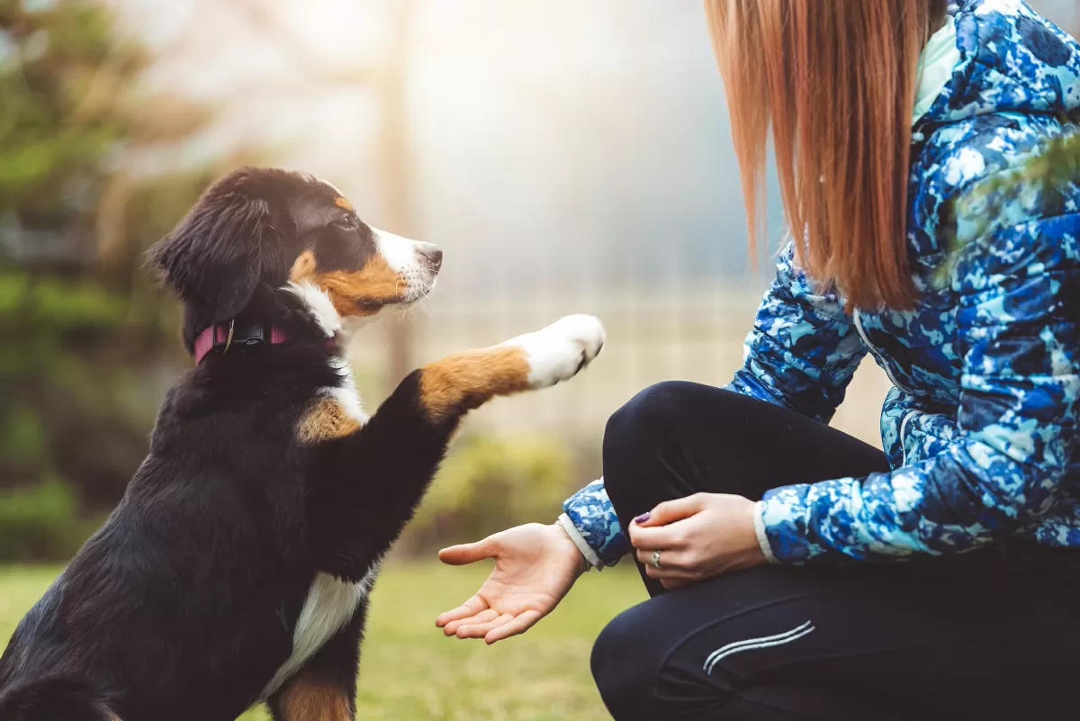 Dog Discipline Training for Better Everyday Behavior