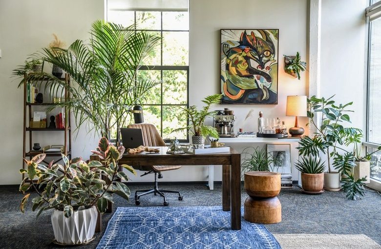 What are the Best Indoor Plants for Home and Office?