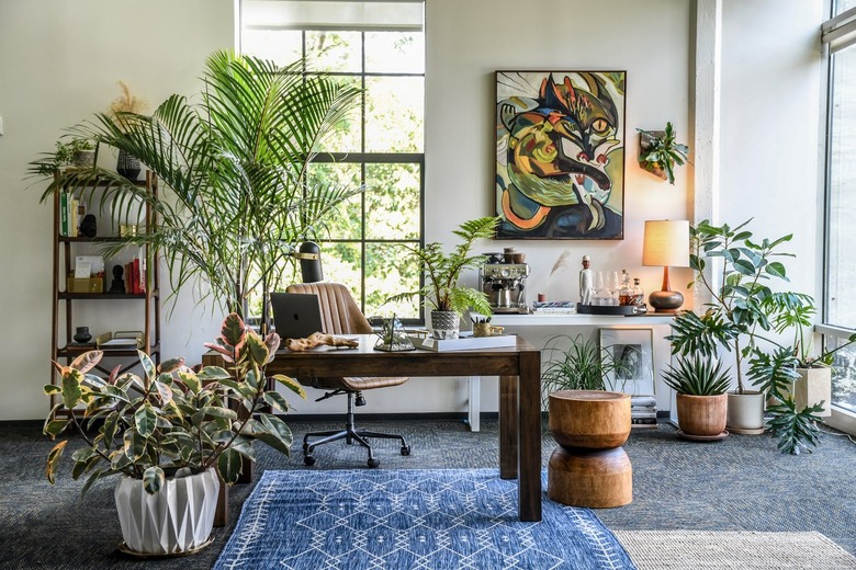 What are the Best Indoor Plants for Home and Office?